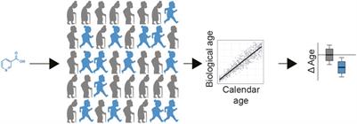 Considerations Regarding Public Use of Longevity Interventions